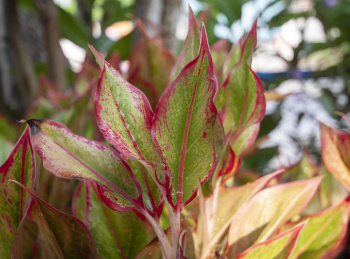 ilustrasi aglaonema red siam (vecteezy.com/Pannarai Nak-im)